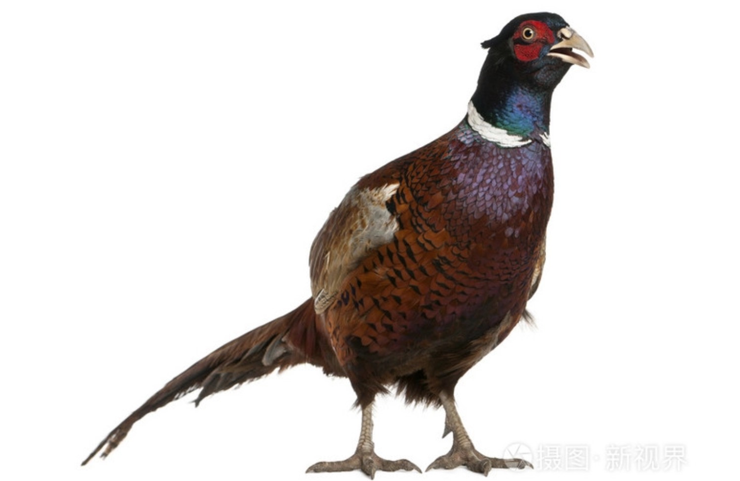 野鸡肉零售批发