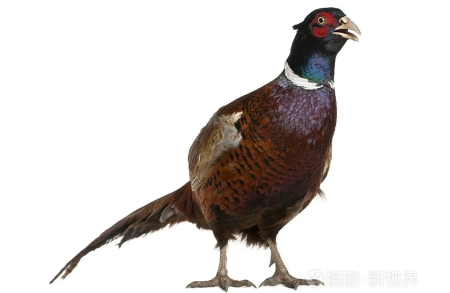 七彩山鸡肉产品
